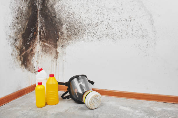 Best Home Mold Removal  in Leawood, KS