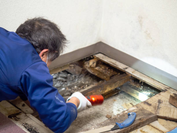 Best Attic Mold Removal  in Leawood, KS