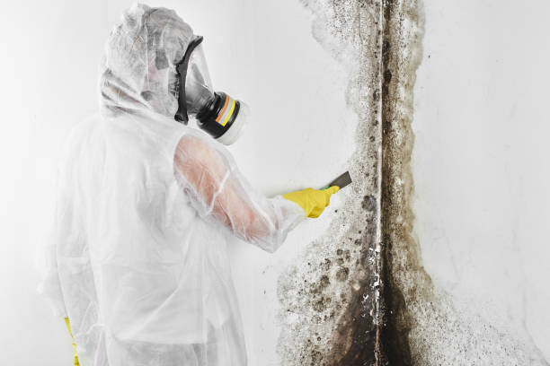 Best Mold Damage Repair  in Leawood, KS