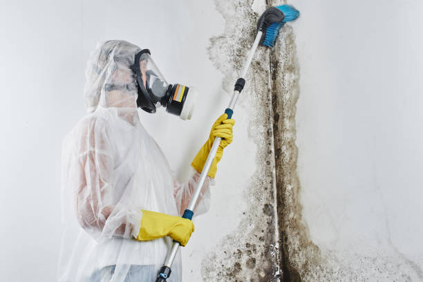 Attic Mold Removal in Leawood, KS