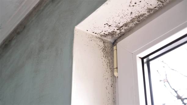 Best Certified Mold Removal  in Leawood, KS
