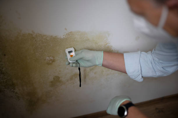 Best Mold Removal Company Near Me  in Leawood, KS