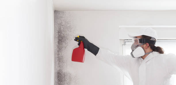 Best Best Mold Removal Companies  in Leawood, KS