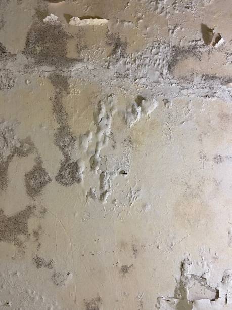 Best Local Mold Removal Service  in Leawood, KS