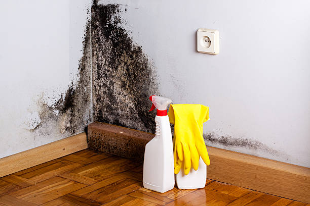 Best Same-Day Mold Removal  in Leawood, KS
