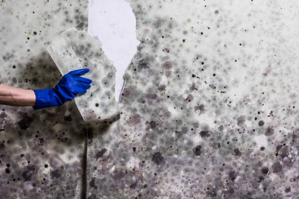 Best Mold Damage Repair  in Leawood, KS