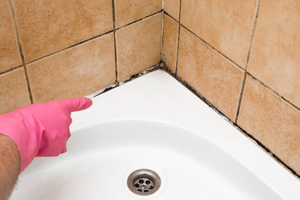 Home Mold Removal in Leawood, KS
